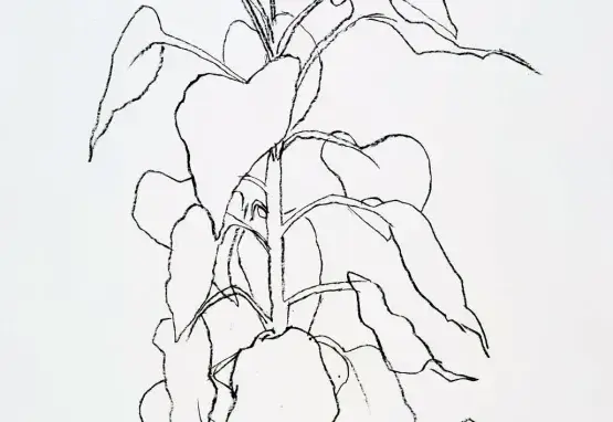 Drawing of a sunflower stalk in black pen